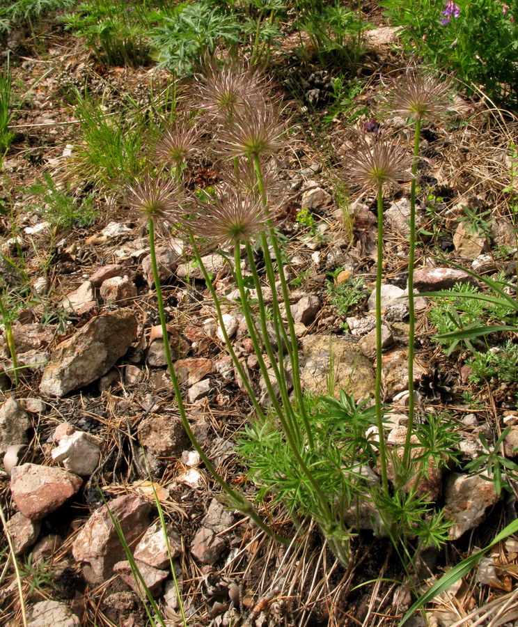 Изображение особи Pulsatilla orientali-sibirica.