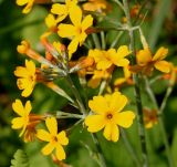 Primula bulleyana. Часть соцветия. Германия, г. Дюссельдорф, Ботанический сад университета. 02.06.2014.