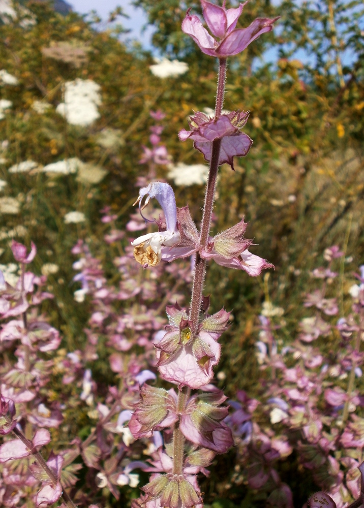 Image of Salvia sclarea specimen.