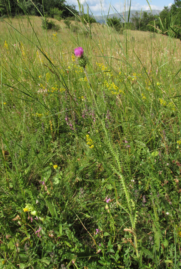 Image of genus Carduus specimen.