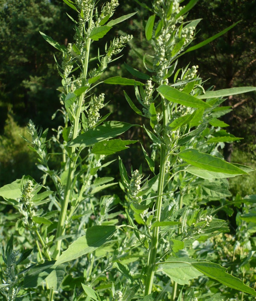 Изображение особи род Chenopodium.