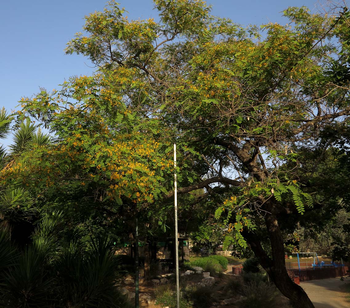 Image of Tipuana tipu specimen.