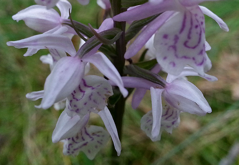 Image of Dactylorhiza maculata specimen.