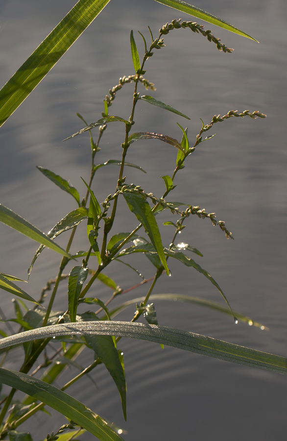 Image of Persicaria hydropiper specimen.