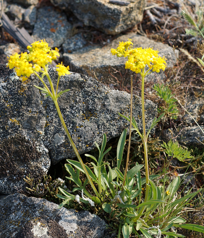 Image of Patrinia sibirica specimen.