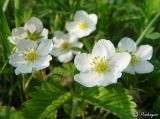 Fragaria campestris