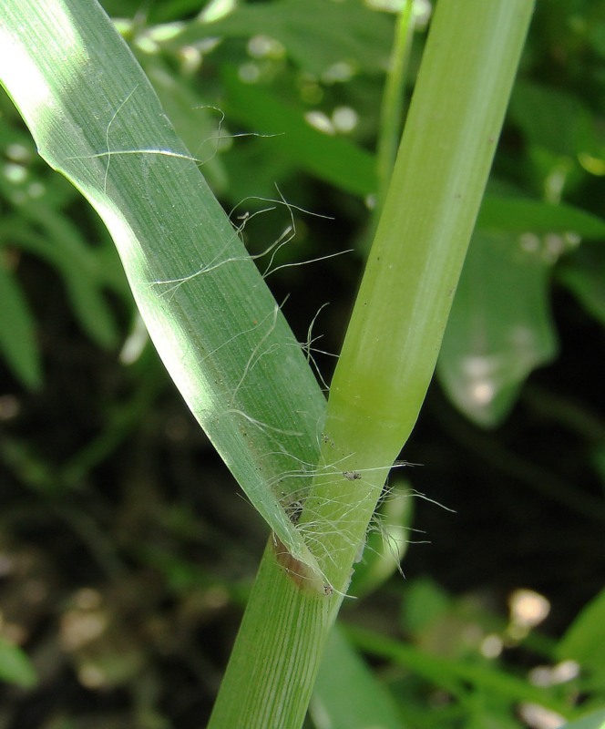 Image of Setaria pumila specimen.