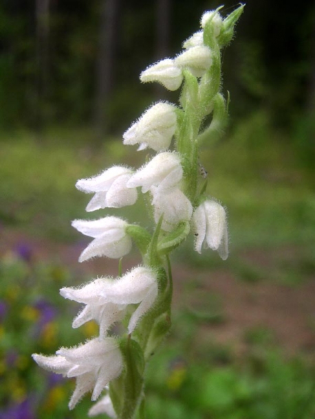 Image of Goodyera repens specimen.