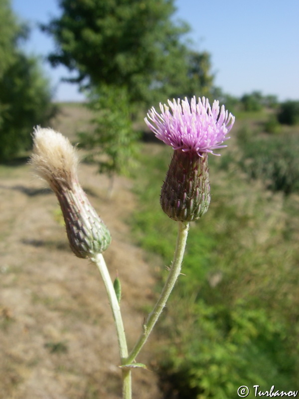 Image of Cirsium incanum specimen.