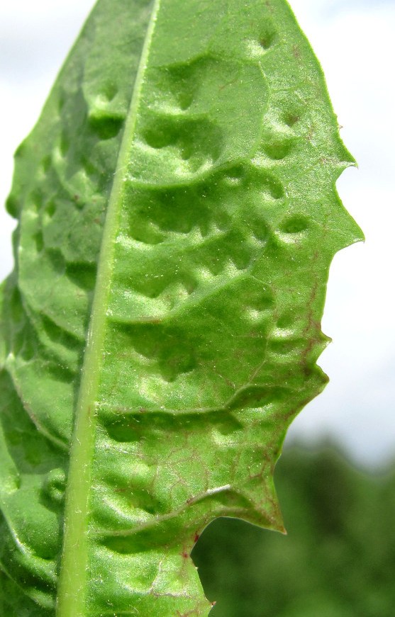 Image of Taraxacum officinale specimen.