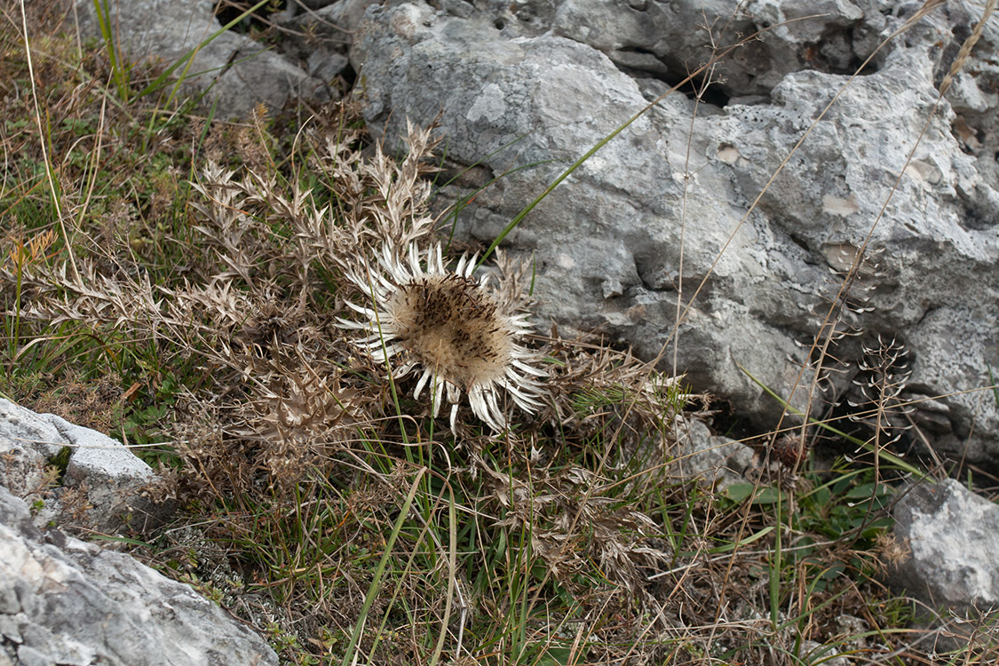 Изображение особи Carlina acaulis ssp. caulescens.