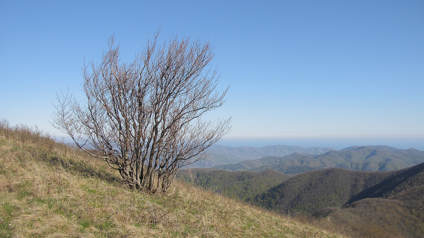 Изображение особи Carpinus orientalis.