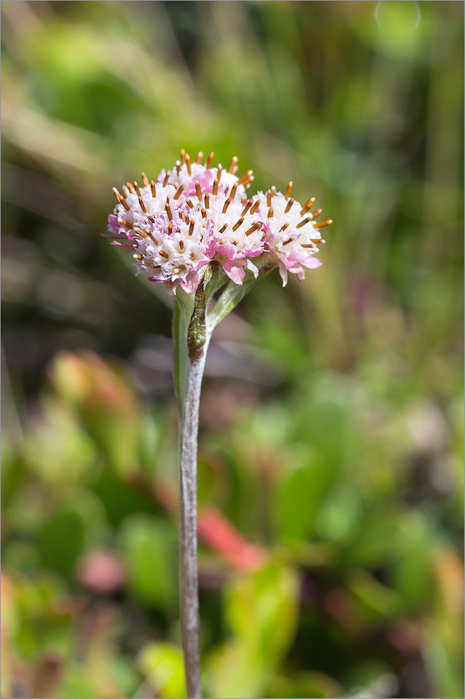 Image of Antennaria dioica specimen.