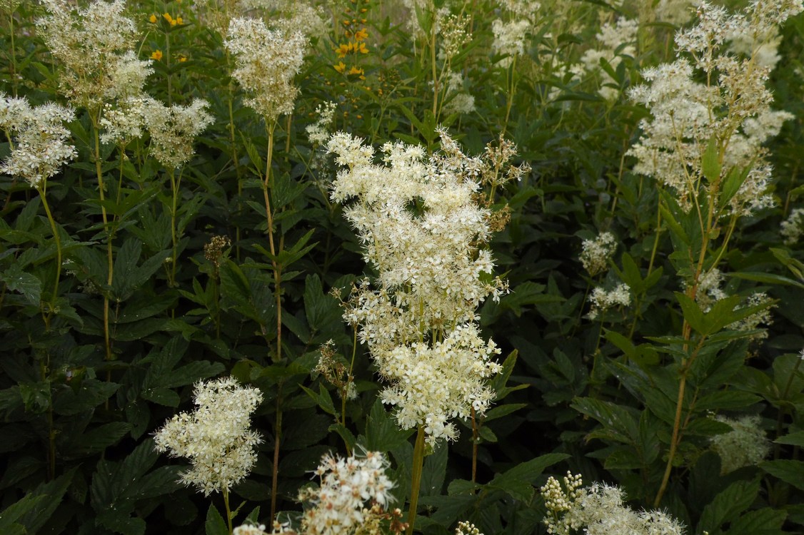 Image of Filipendula ulmaria ssp. denudata specimen.