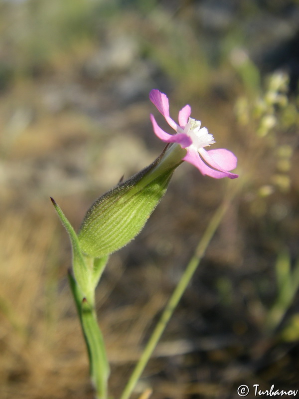 Image of Pleconax conica specimen.