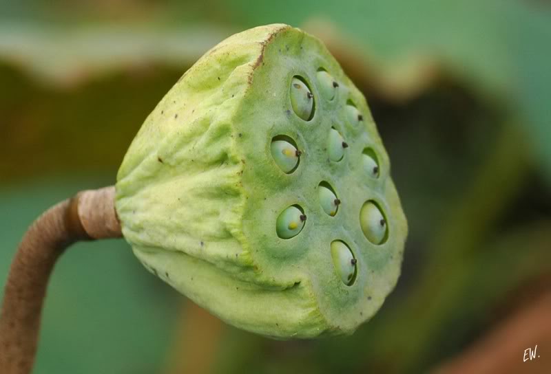 Изображение особи Nelumbo nucifera.