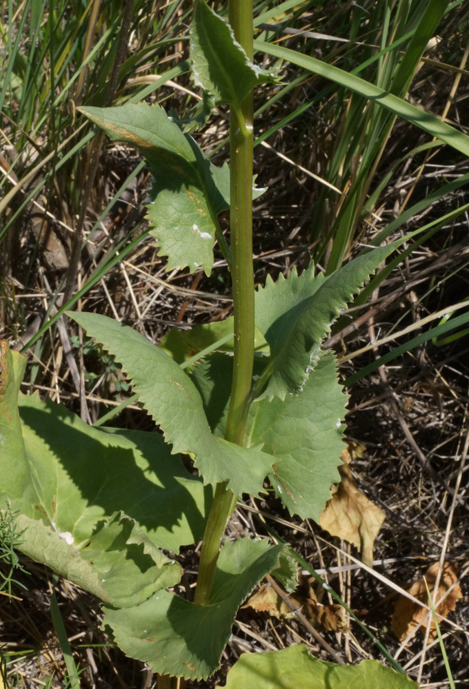 Image of Ligularia songarica specimen.
