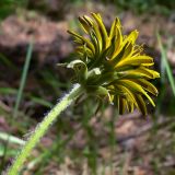 Taraxacum marklundii. Верхушка цветущего растения (вид со стороны обёртки). Свердловская обл., окр. г. Североуральск, лиственнично-сосновый лес. 03.06.2014.