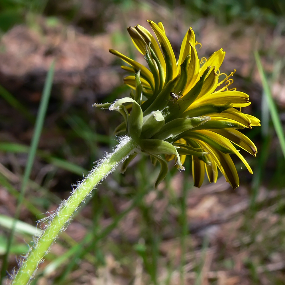 Image of Taraxacum marklundii specimen.