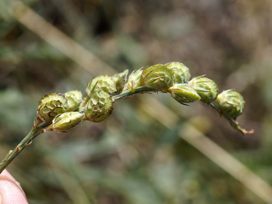 Изображение особи Onobrychis arenaria.