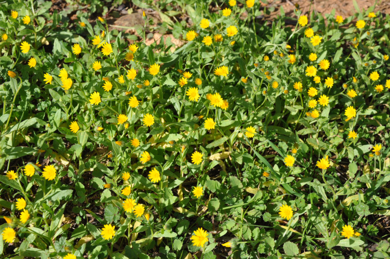 Image of Calendula arvensis specimen.