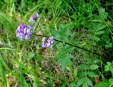 Cardamine macrophylla. Верхушка цветущего растения. Иркутская обл., берег озера Байкал, окр. пос. Большие Коты, смешанный лес в балке, берег ручья. 02.07.2015.