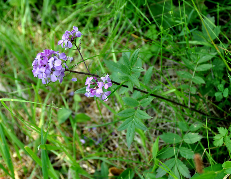 Изображение особи Cardamine macrophylla.