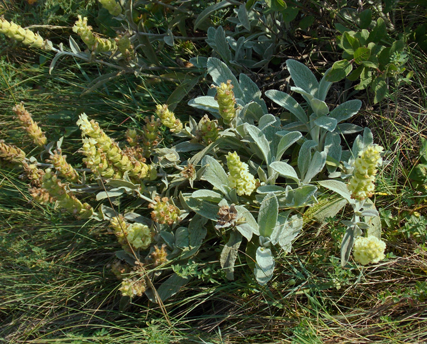 Image of Sideritis euxina specimen.