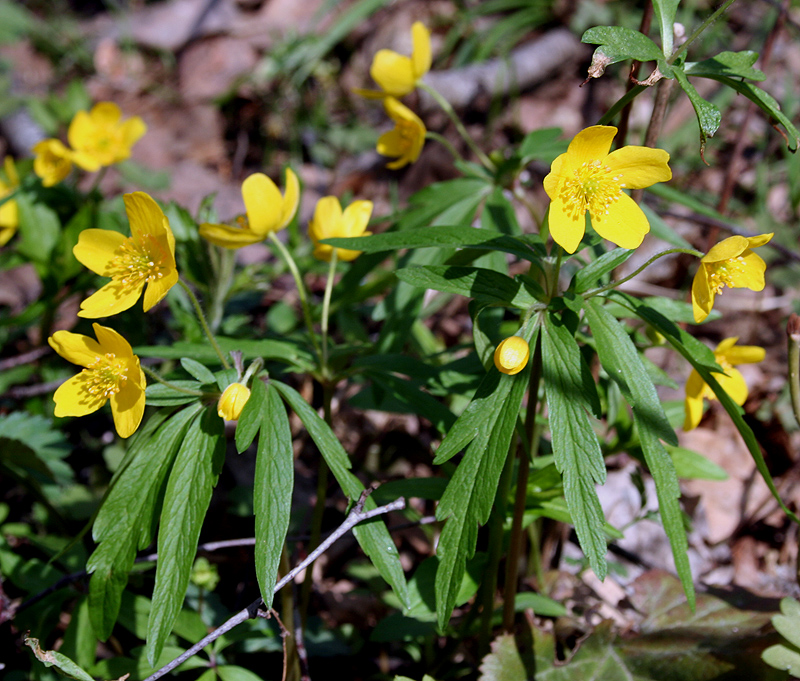 Image of Anemone ranunculoides specimen.