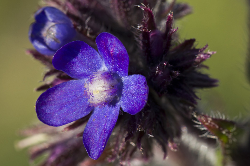 Image of Anchusa azurea specimen.