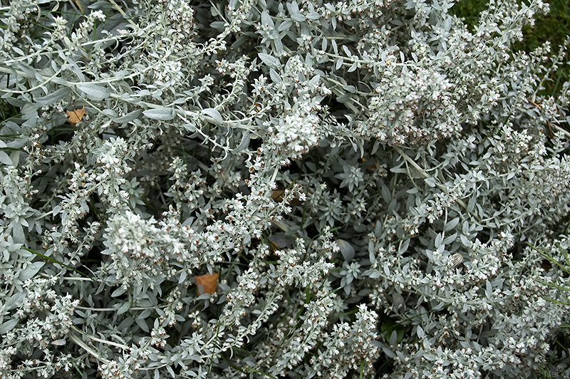 Изображение особи Artemisia ludoviciana.