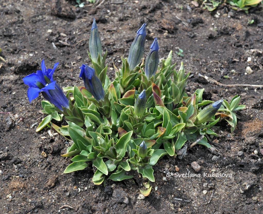 Image of Gentiana dinarica specimen.