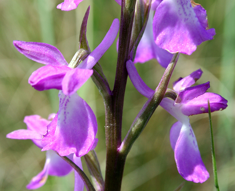 Image of Anacamptis laxiflora ssp. elegans specimen.