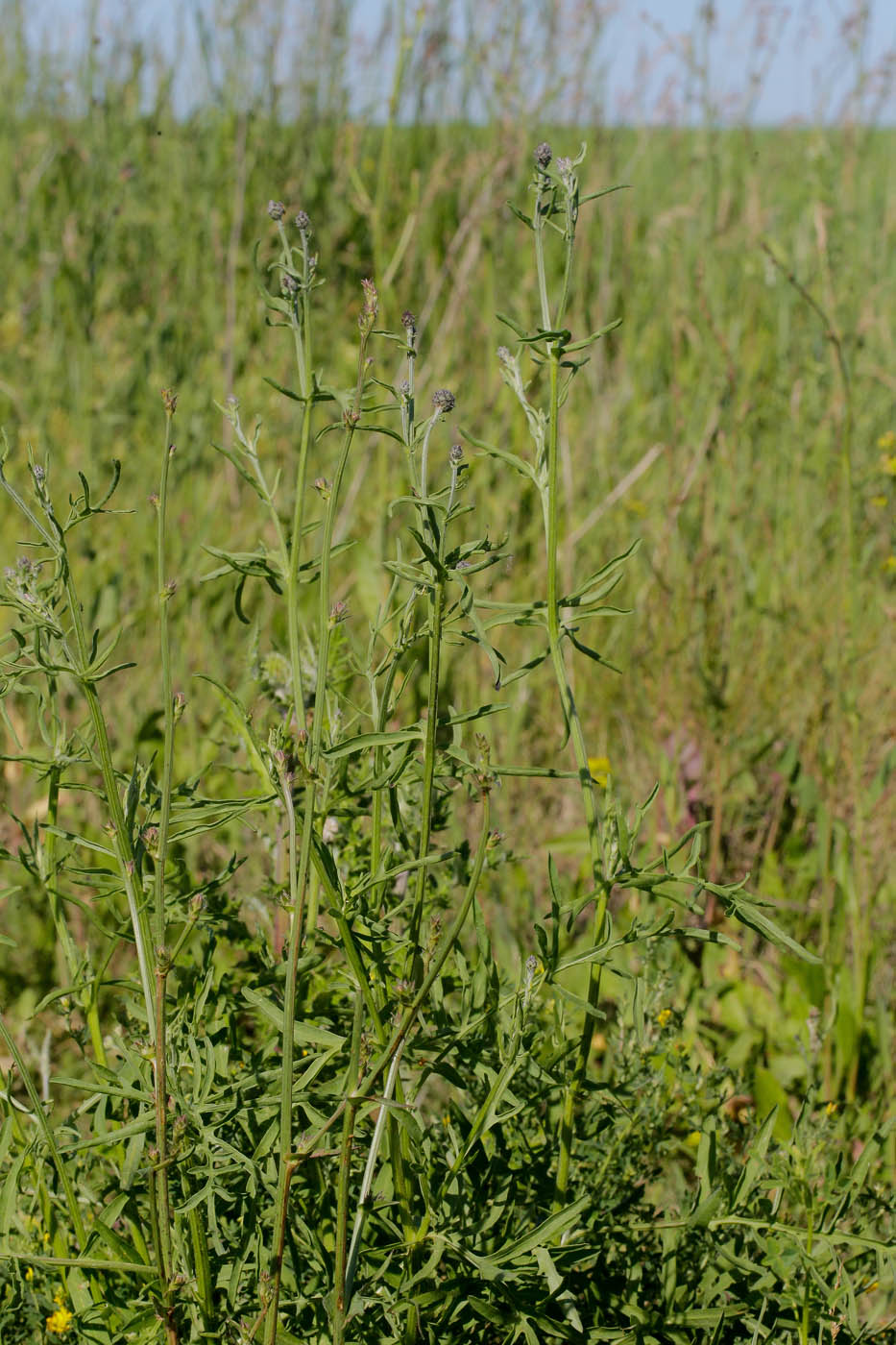 Image of Centaurea scabiosa specimen.