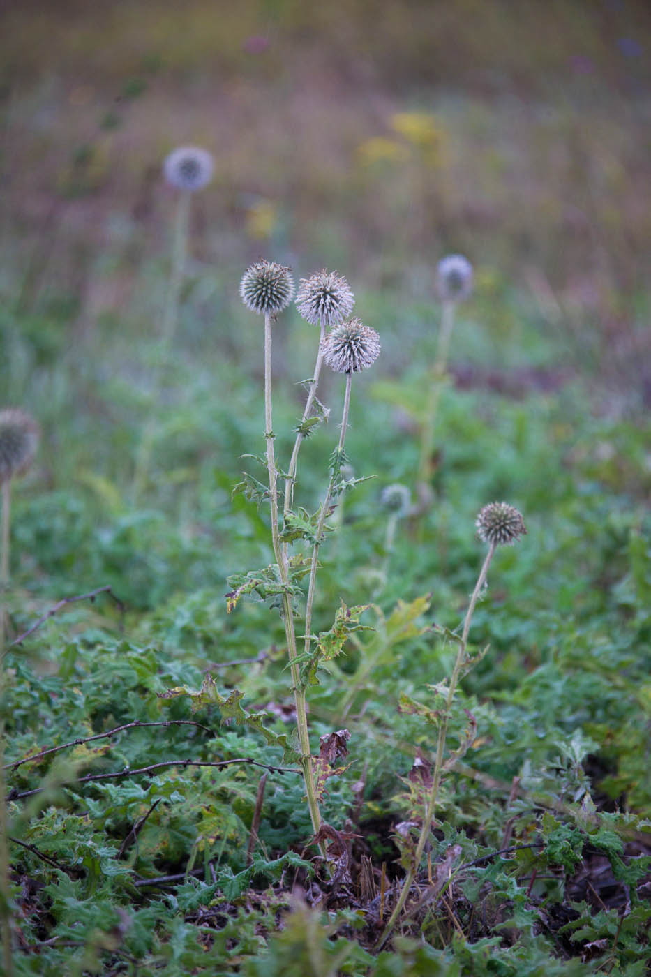 Изображение особи Echinops sphaerocephalus.