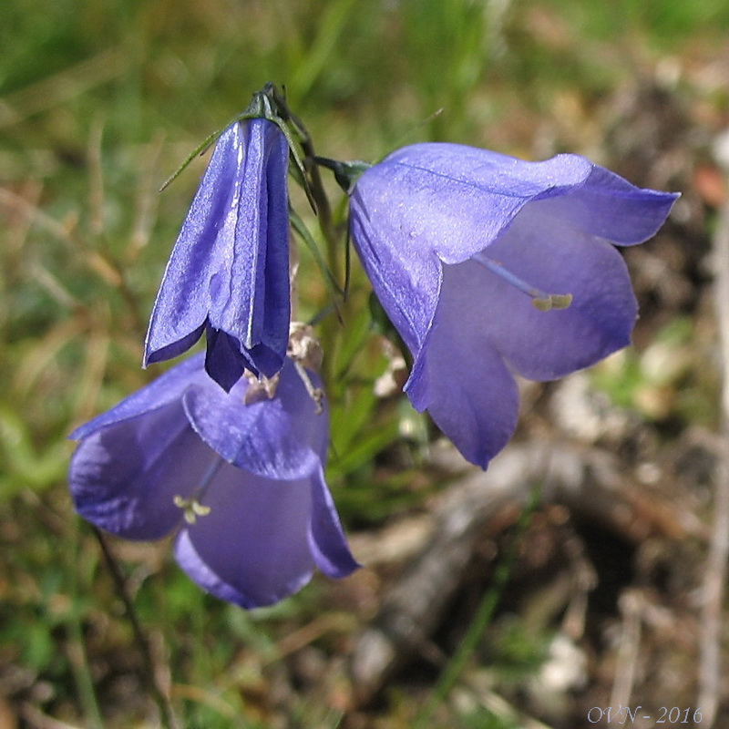 Image of genus Campanula specimen.