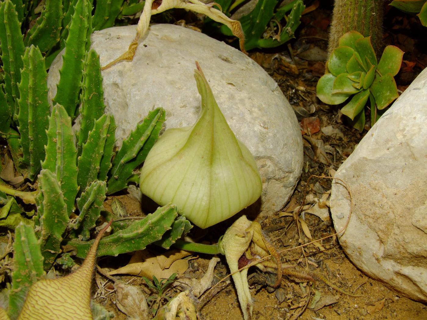 Изображение особи Stapelia gigantea.