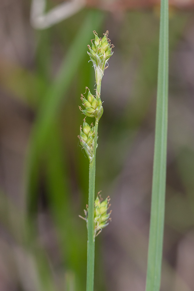 Image of Carex canescens specimen.