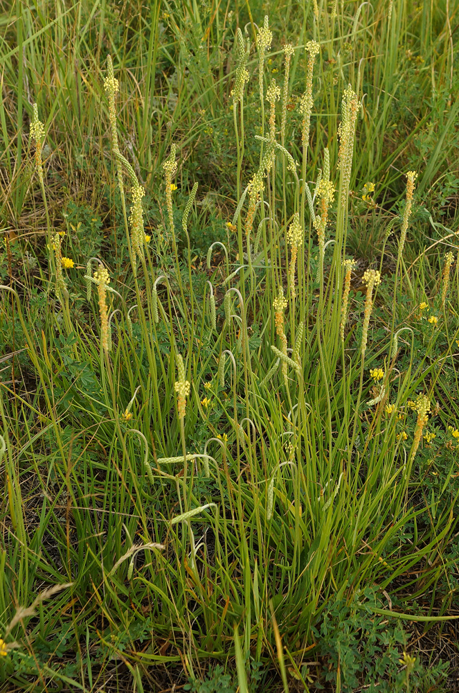 Изображение особи Plantago salsa.