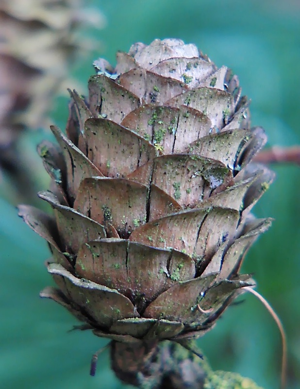 Image of Larix decidua specimen.