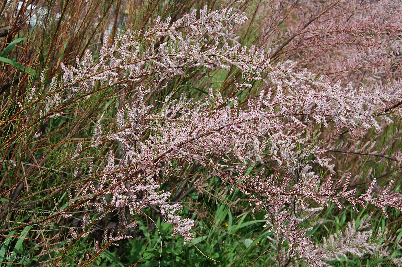 Image of genus Tamarix specimen.