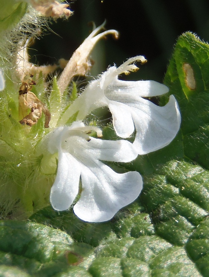 Image of Ajuga genevensis specimen.