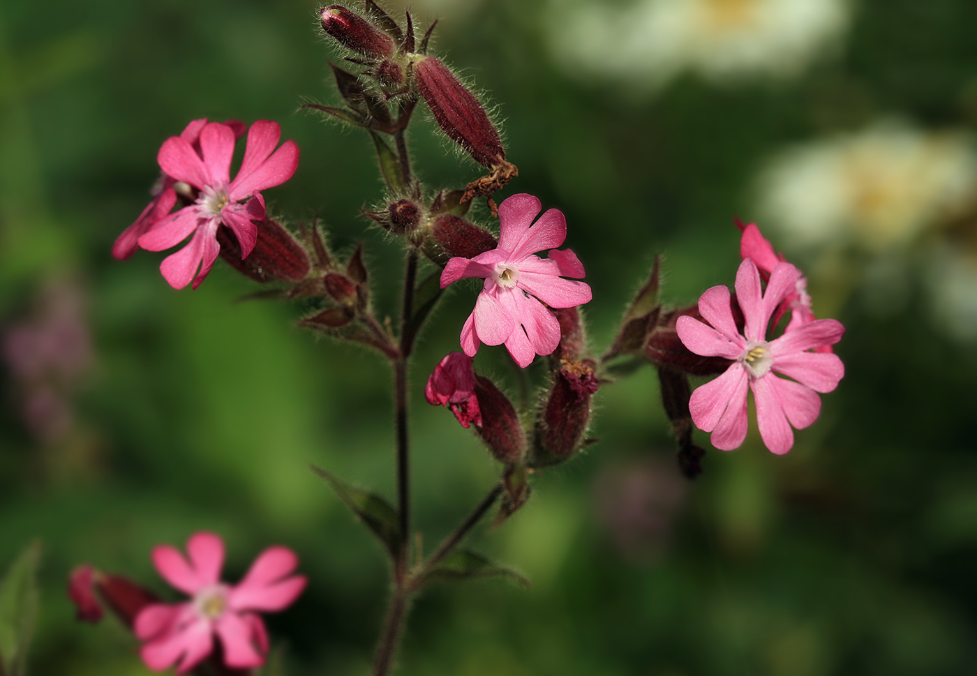 Изображение особи Melandrium dioicum.