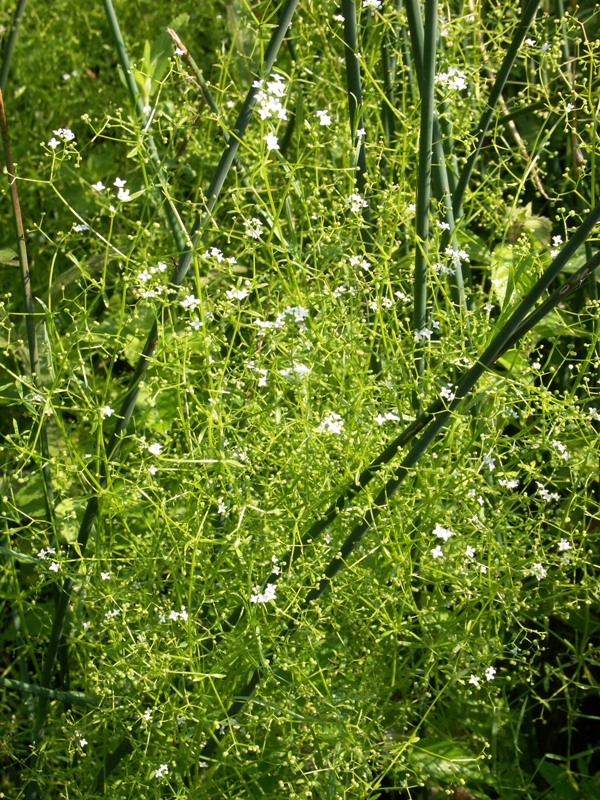 Image of Galium palustre specimen.