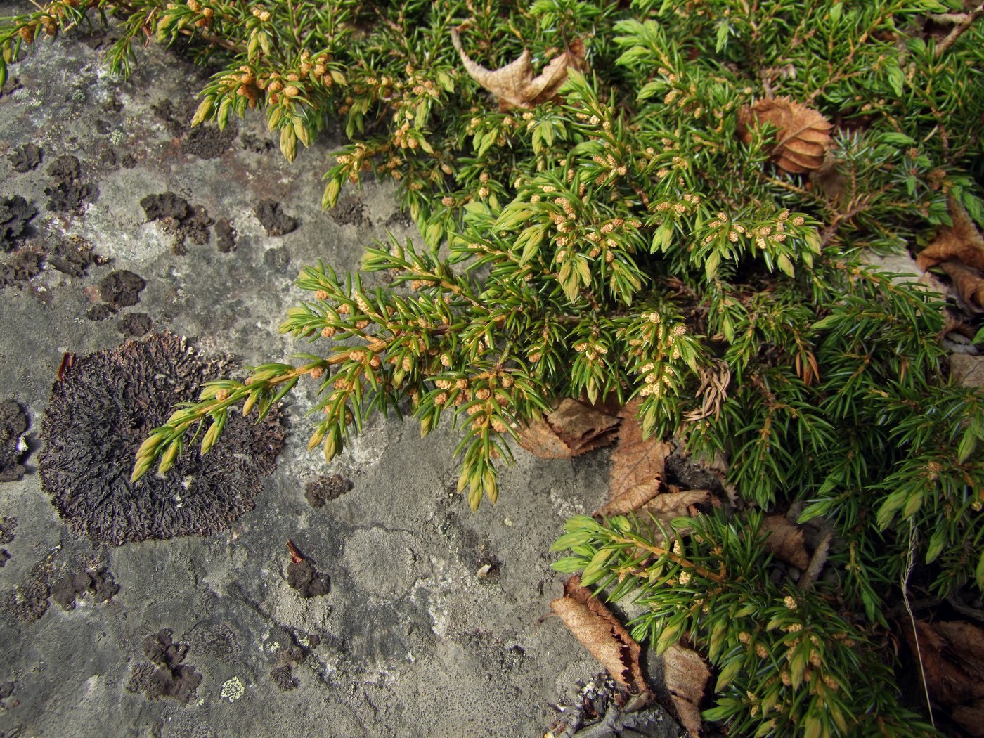 Image of Juniperus sibirica specimen.