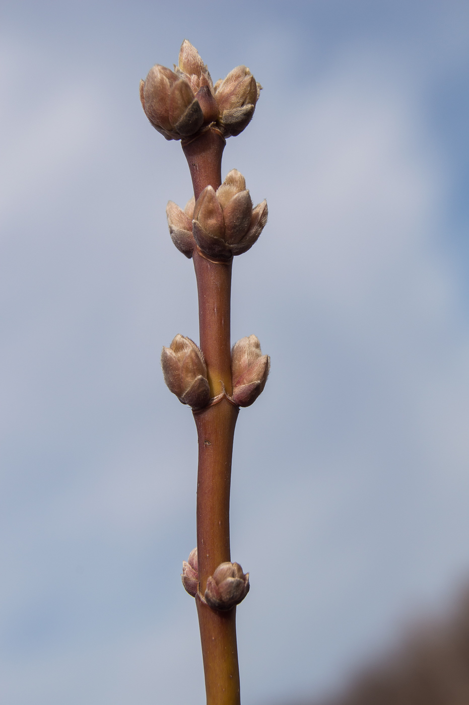 Image of Acer negundo specimen.