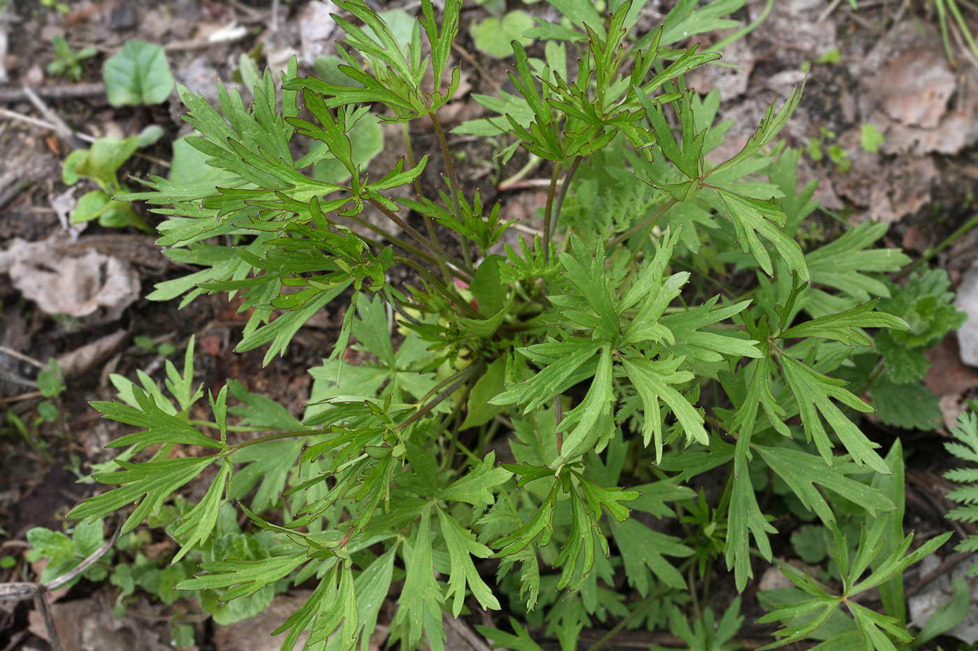 Image of Ranunculus acris specimen.