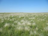 genus Stipa