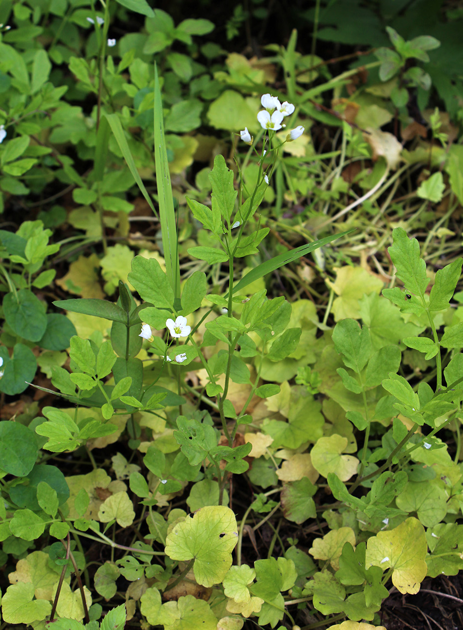 Image of Cardamine amara specimen.