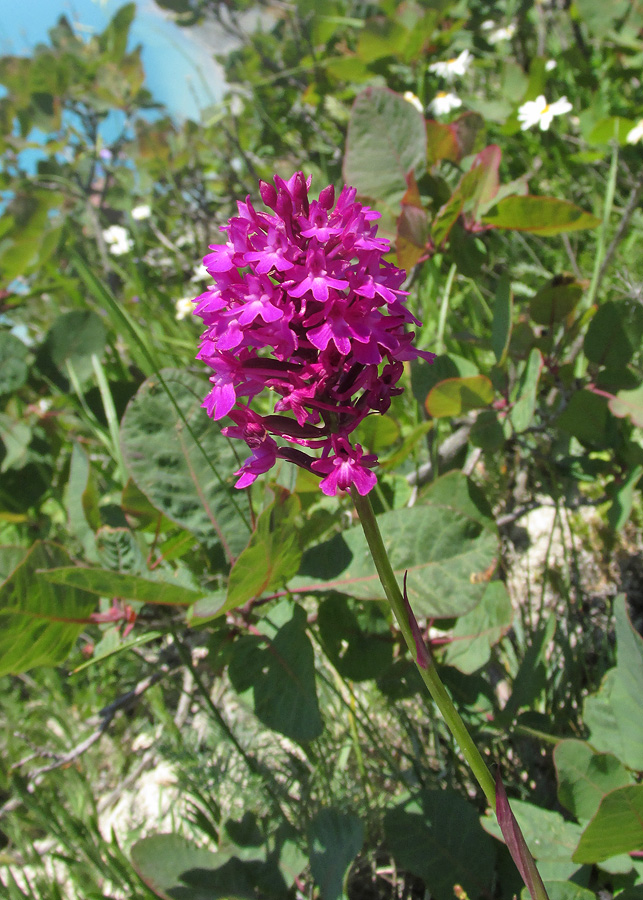 Изображение особи Anacamptis pyramidalis.